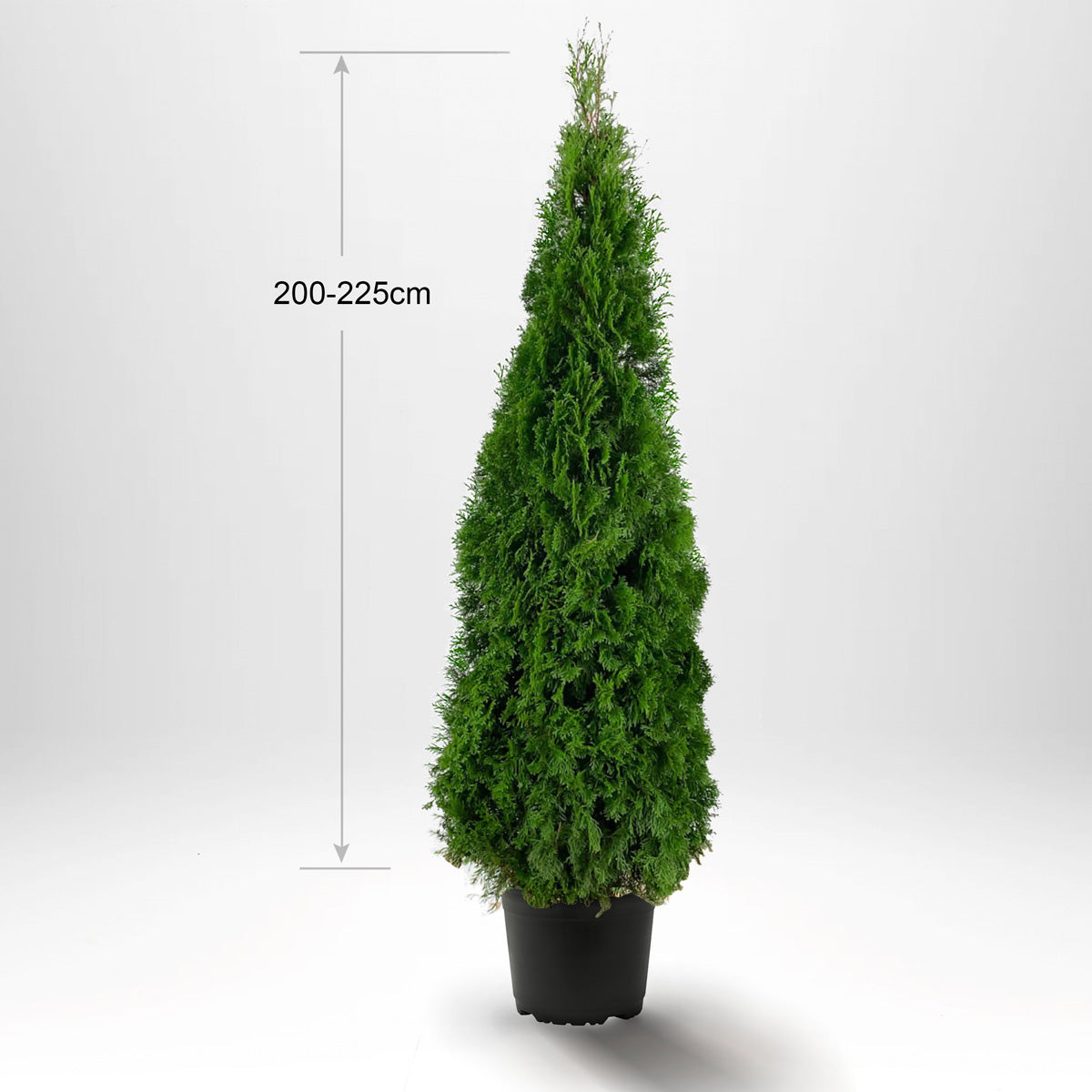 Thuja Smaragd 200-225 cm, Pottedyrket 35L, Kvalitet: Landscape Quality XXL